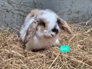 Mini Lop rabbits Mini Lop Bunnies - Advert 5
