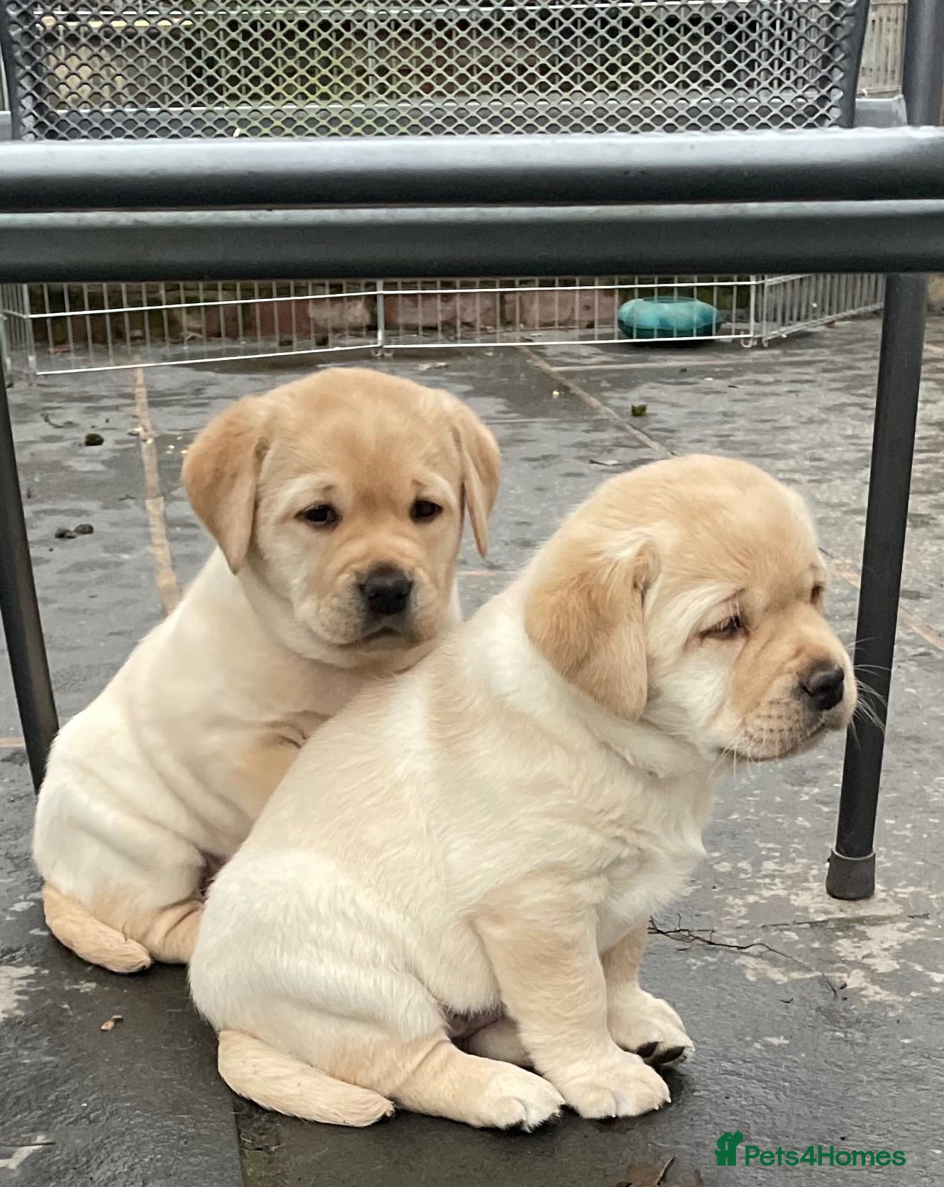 Labrador Retriever dogs Repeat mating  - Advert 1