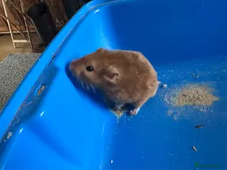 Hamster rodents Male hamster - Advert 1