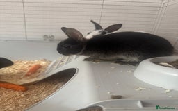 Mini Lop rabbits for sale: New baby mini lops  - Image 7