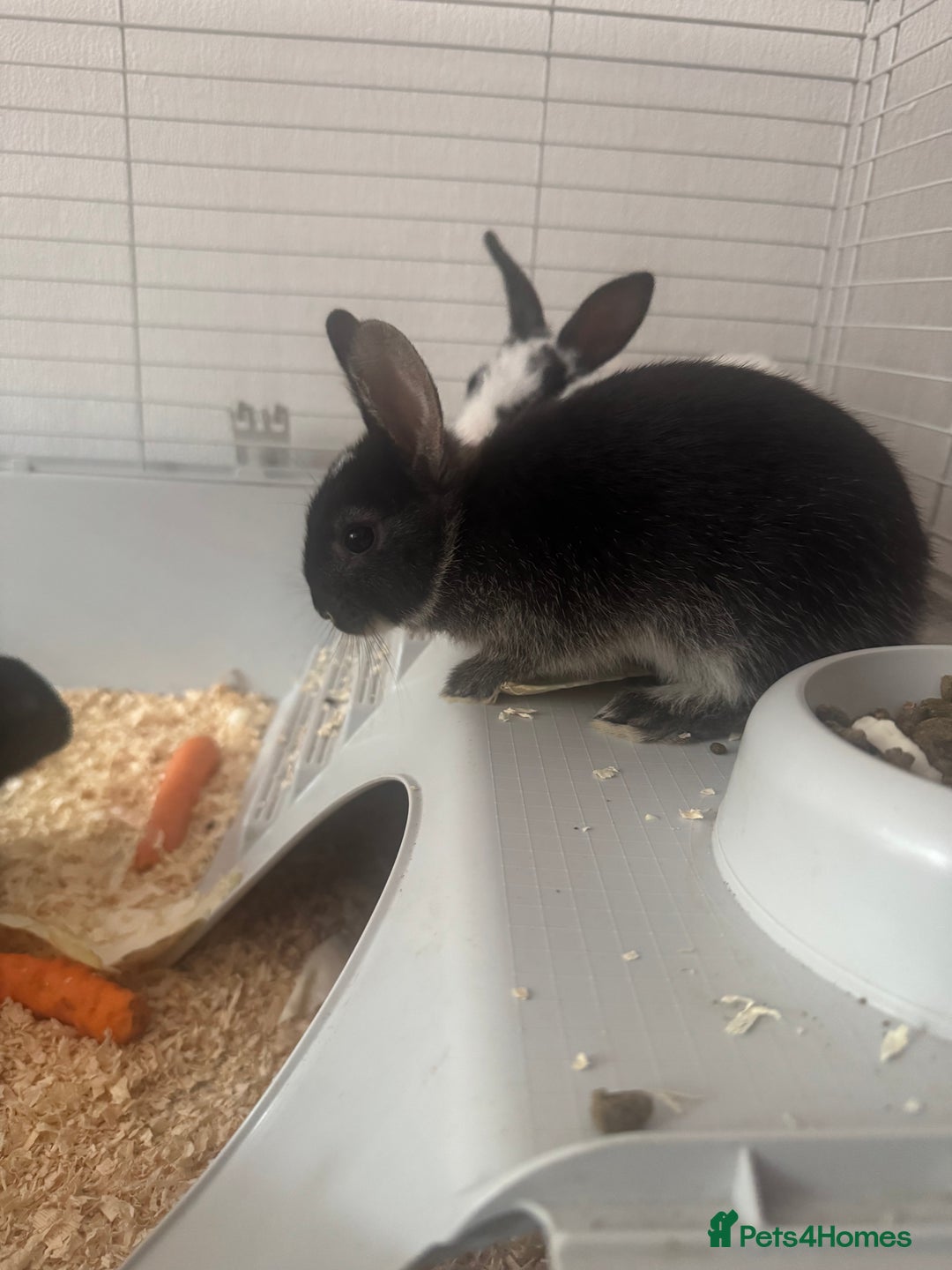 Mini Lop rabbits for sale: New baby mini lops  - Image 7