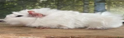 Guinea Pig rodents for sale: Baby sow guinea pigs  - Advert 7