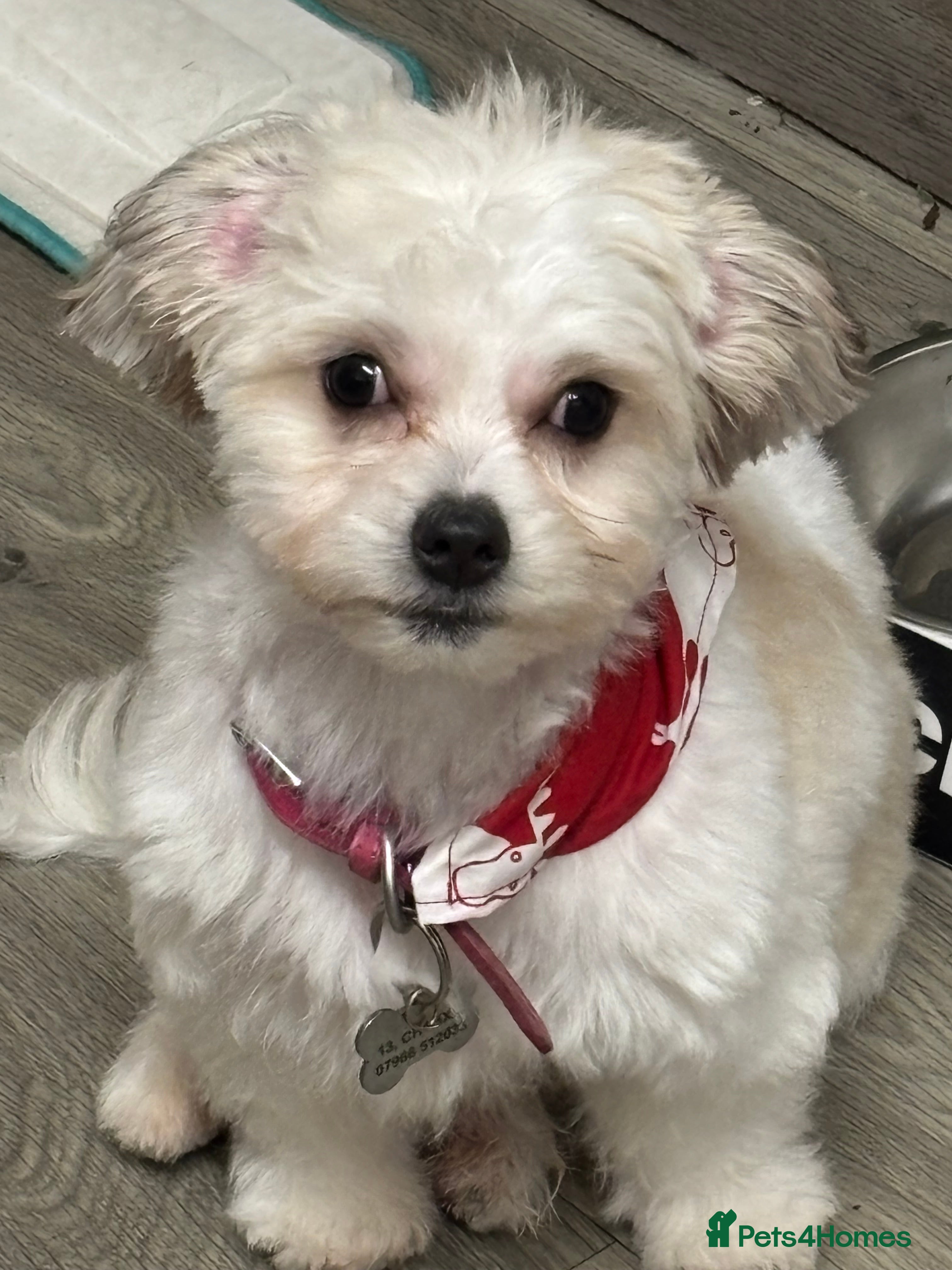 Mixed Breed dogs Maltese/Bichon 5 month old puppy - Advert 3