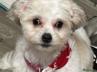 Mixed Breed dogs Maltese/Bichon 5 month old puppy - Advert 1