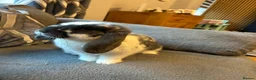 Mixed Breed rabbits for sale: Lop rabbit  in Johnstone - Advert 2