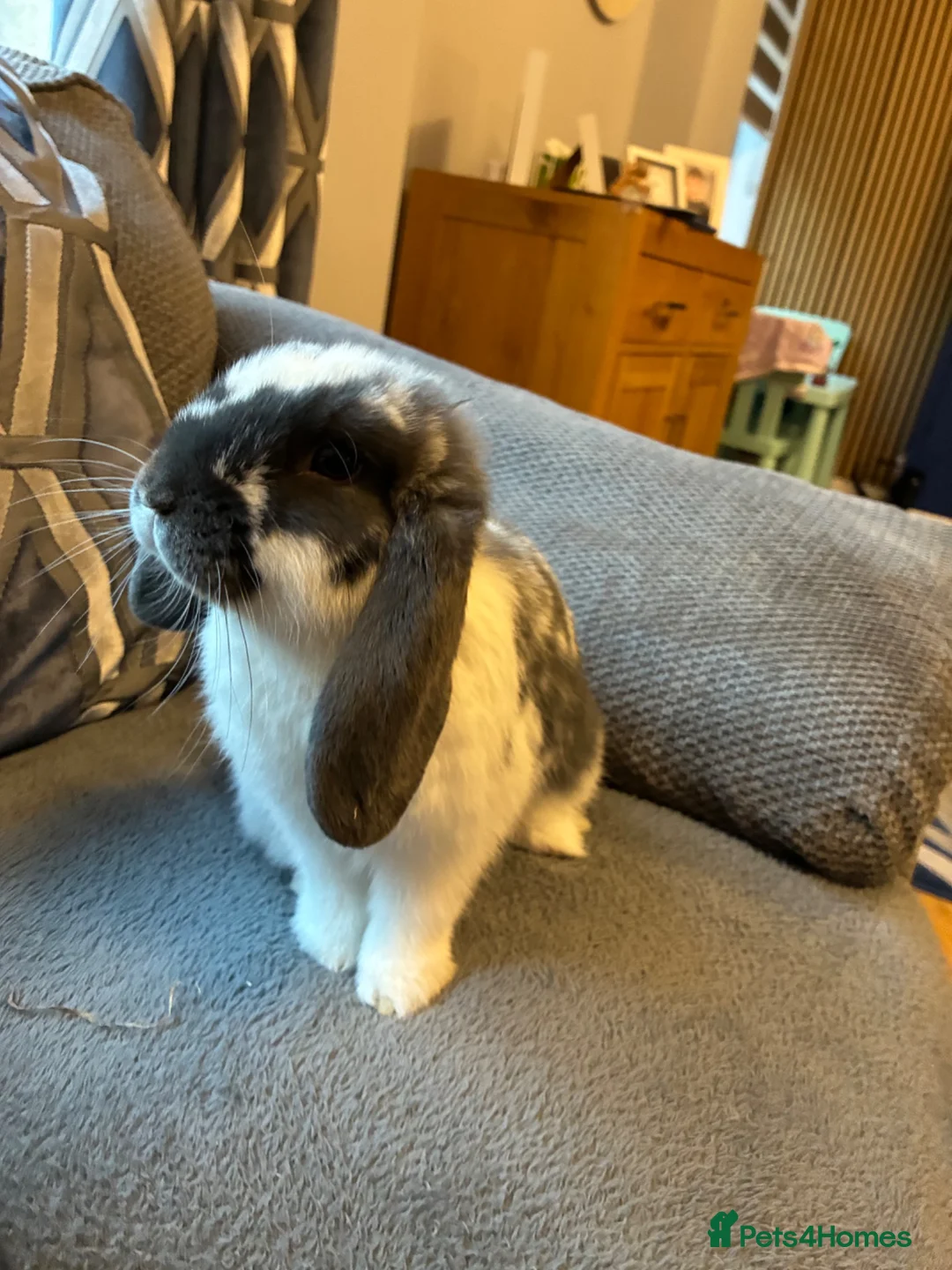 Mixed Breed rabbits for sale: Lop rabbit  in Johnstone - Advert 2