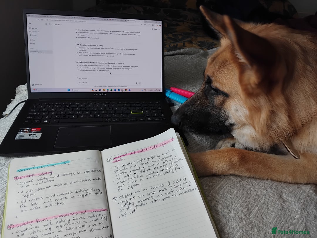 German Shepherd dogs for stud: Ragnar the German Shepherd stud - Advert 14