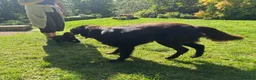 Flat coated Retriever dogs for sale: Gorgeous liver and black Flatcoat Retrievers - Advert 13