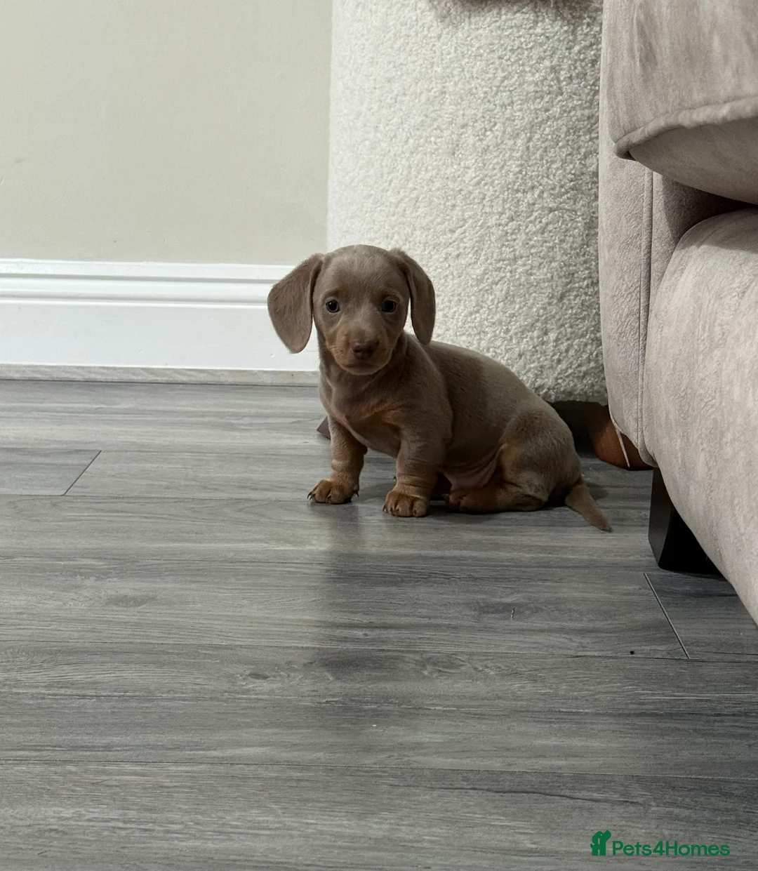 Dachshund dogs for sale: 5* MINI DACHSHUND PUPPY fully vaccinated.  - Advert 5