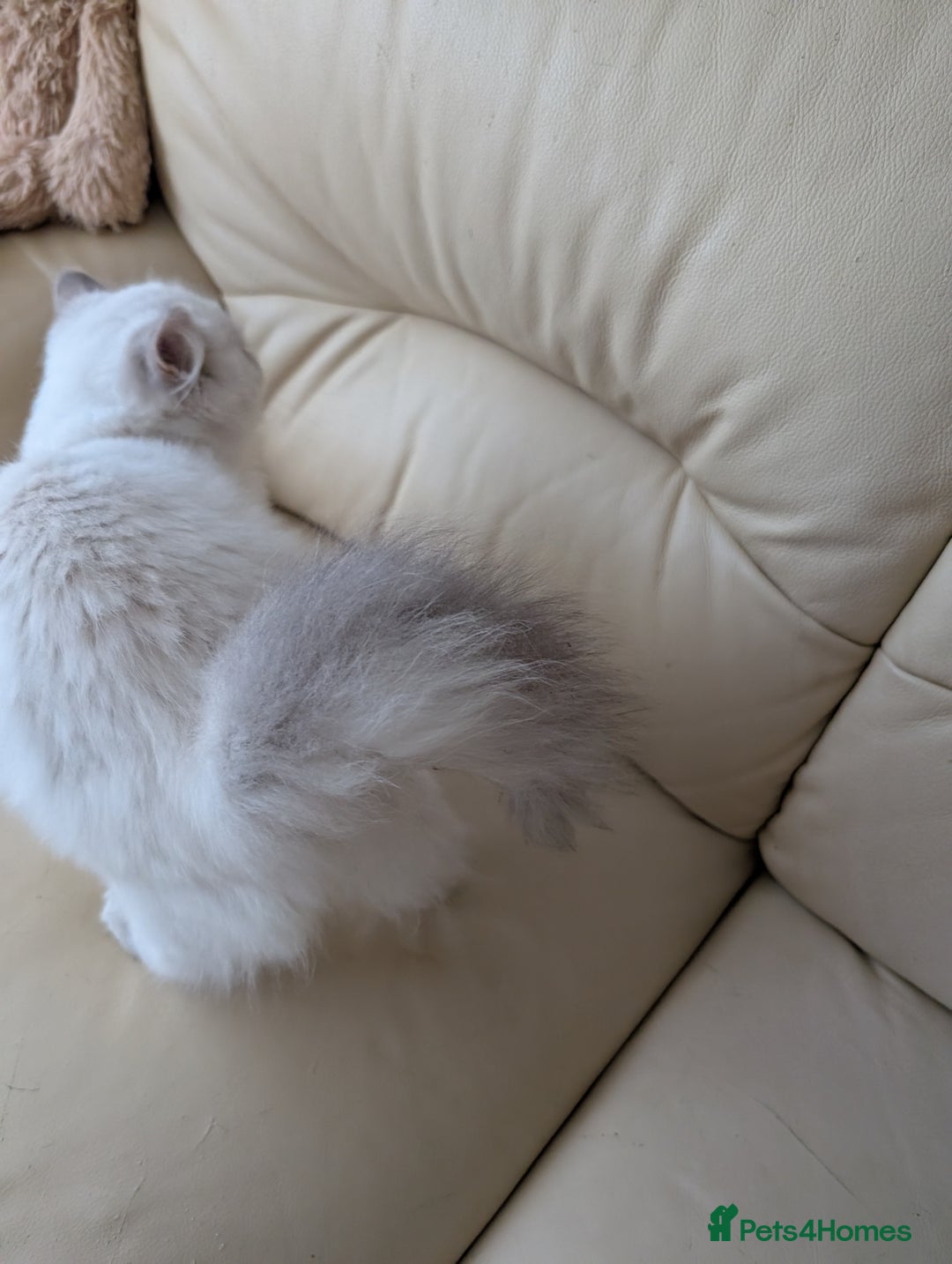 Ragdoll cats for sale: Ragdoll Girl  - Advert 7