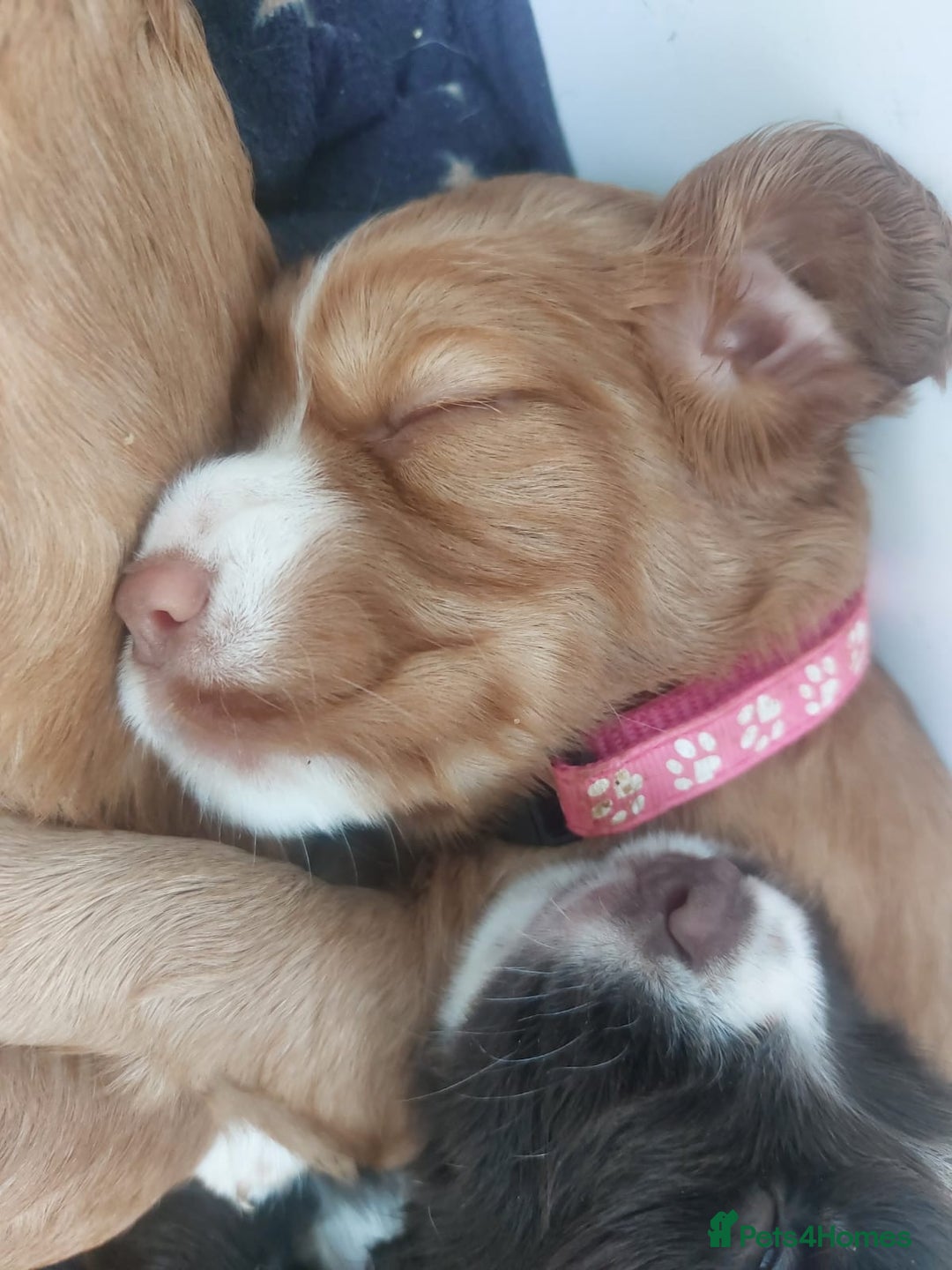 Sprocker dogs for sale: Exceptional working-line puppies for loving homes! - Image 19
