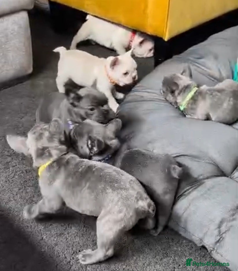 French Bulldog dogs Frenchie babies looking for their forever homes - Advert 1