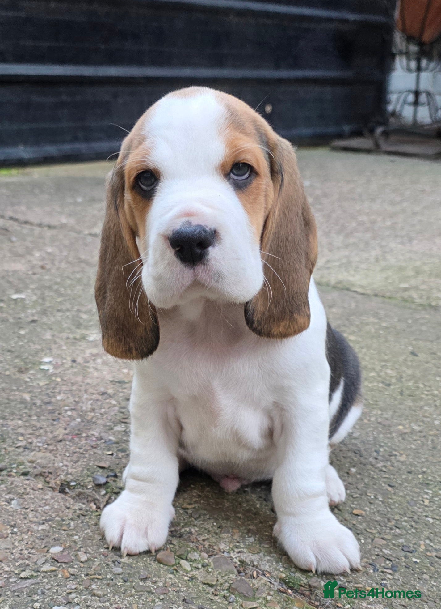 Beagle dogs Beagle puppies ready now!!🐶💕 - Advert 6