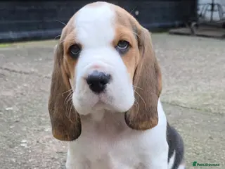 Beagle dogs Beagle puppies ready now!!🐶💕 - Advert 6
