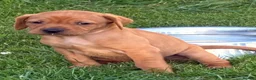 Labrador Retriever dogs for sale: F1 Labrador x Vizsla - Advert 17