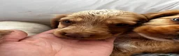 Cocker Spaniel dogs for sale: Show type cocker boys  in Daventry - Advert 22