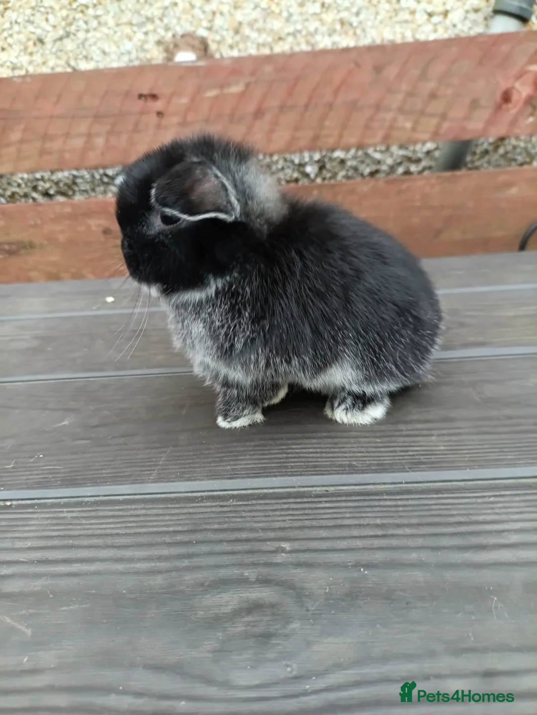 Mini Lop rabbits for sale: Mini lops for sale  in Dudley - Advert 3