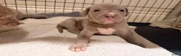 Mixed Breed dogs for sale: Beautiful Bullmaraner Puppies x 5  - Advert 6