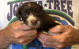 English Springer Spaniel dogs for sale: 5th Gen Springers: Purebred, 7th litter, 36 total - Image 27
