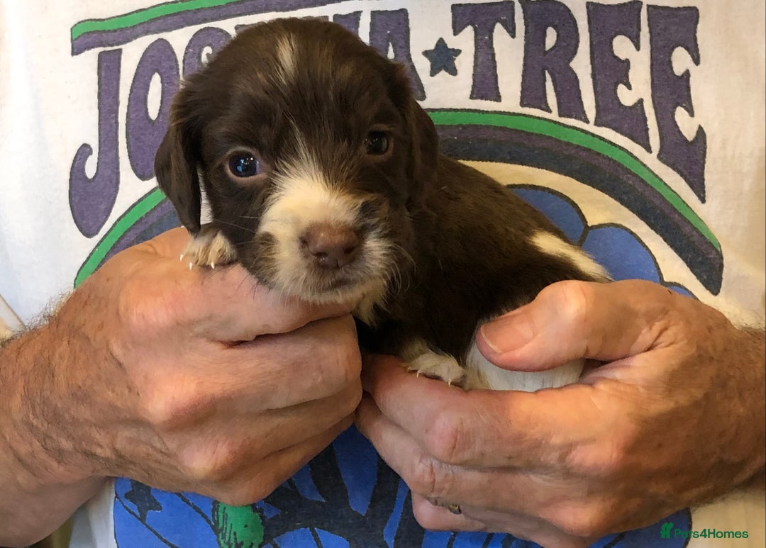 English Springer Spaniel dogs for sale: 5th Gen Springers: Purebred, 7th litter, 36 total - Image 27