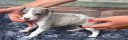 Whippet dogs for sale: Beautiful chunky KC blue fawn brindle whippet pups in Market Harborough - Advert 25