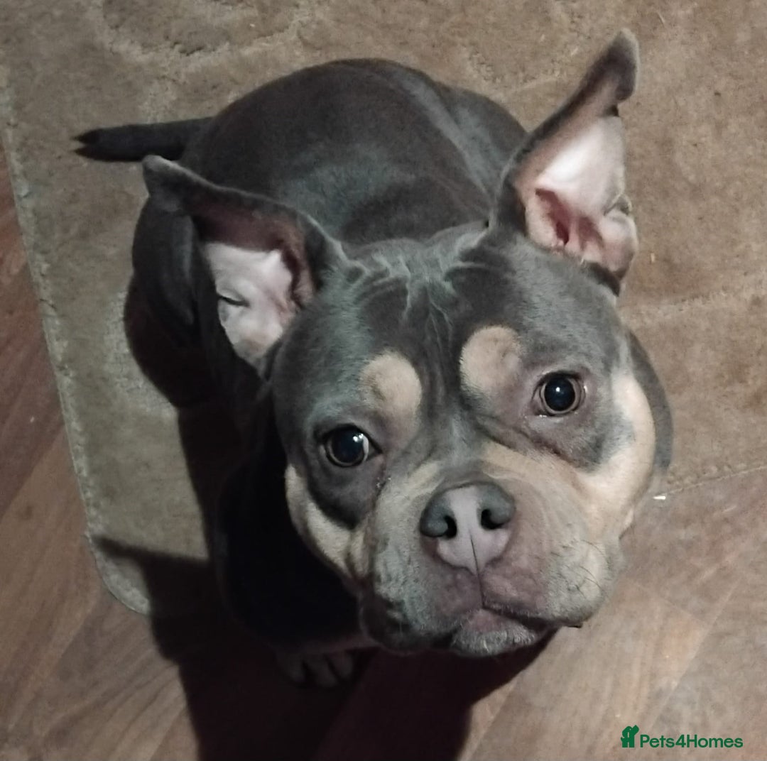 Mixed Breed dogs for sale: Beautiful Chunky Pocket Bully X Cockapoo  - Image 4