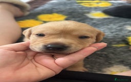 Labrador Retriever dogs for sale: Labrador puppies  - Image 7