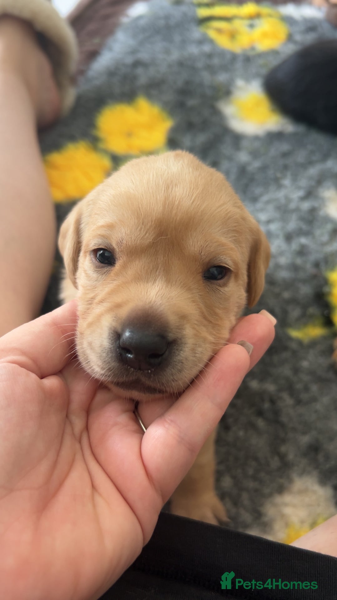 Labrador Retriever dogs for sale: Labrador puppies  - Image 7