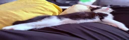 British Shorthair cats for sale: Kittens ready to be homed - Advert 5