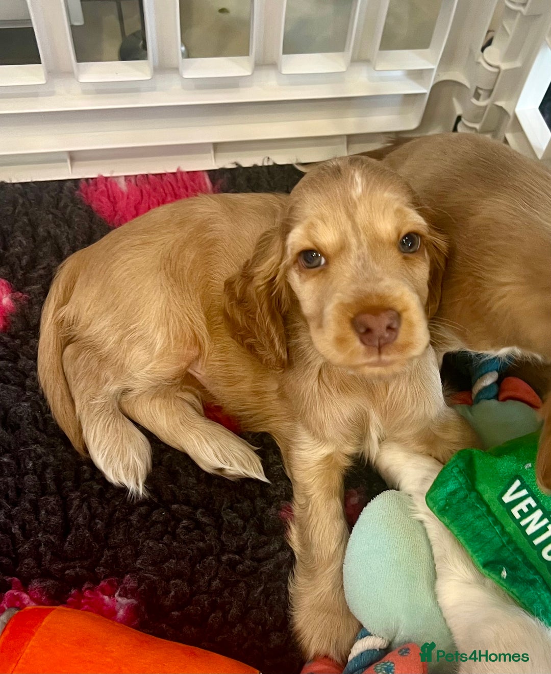 Cocker Spaniel dogs for sale: 4⭐️Licensed KC Reg English Show Cocker Spaniel - Image 7