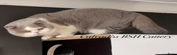 British Shorthair cats for sale: Beautiful Pedigree BSH kittens for sale  - Advert 32