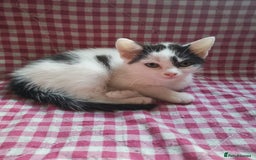 Mixed Breed cats for sale: 9 weeks old kittens for sale  - Image 13