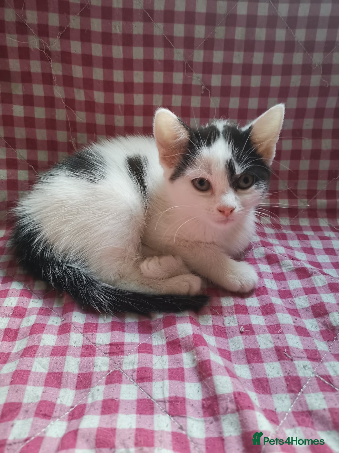 Mixed Breed cats for sale: 9 weeks old kittens for sale  - Image 13