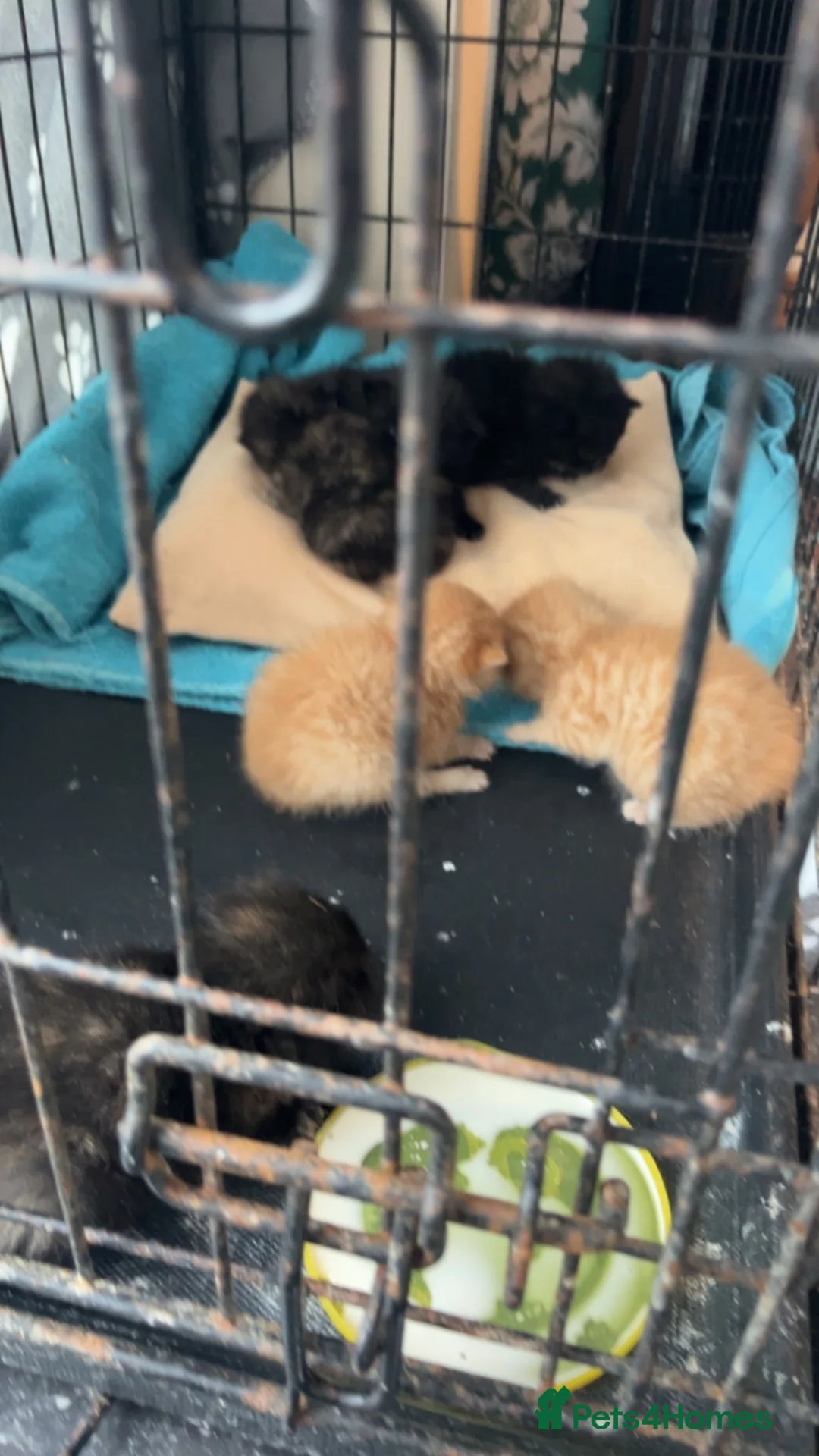 Mixed Breed cats for sale: 5 x kittens in Carnforth - Advert 11