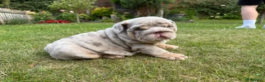 English Bulldog 1