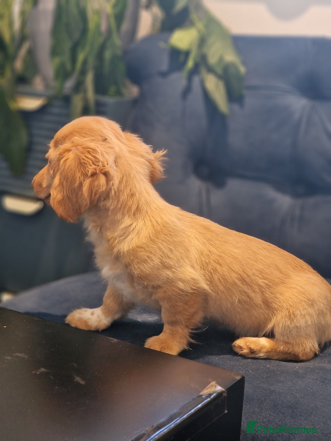 Miniature Dachshund dogs for sale: Cream Mini longhair Dachshund - Image 13