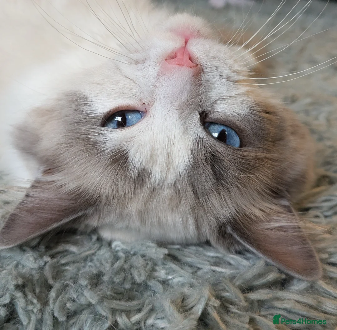 Ragdoll cats for stud: Sirius the Stud  - Advert 2