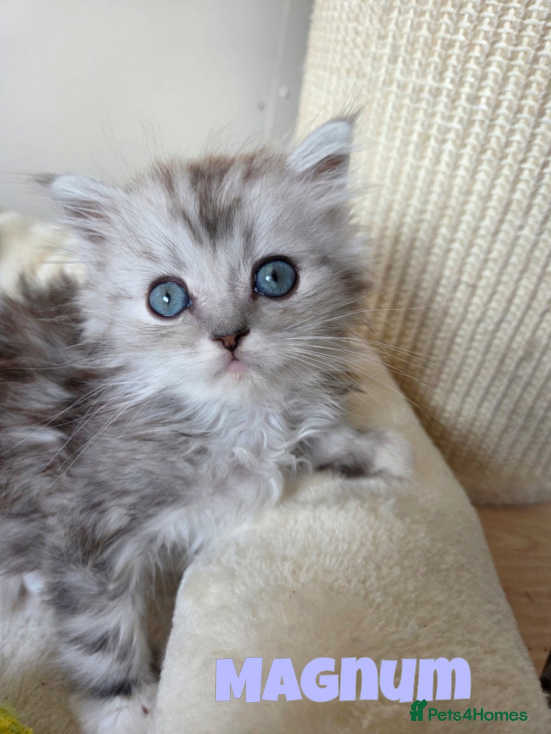 Persian cats for sale: Persian x Ragdoll - Image 6