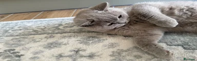 British Shorthair 1