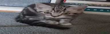 British Shorthair sushi sold