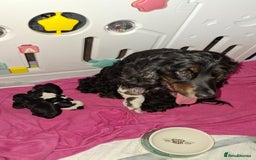 Cockapoo dogs for sale: Gorgeous F1b Cockapoo Puppies  Ready at 8 Weeks 🐾 - Image 11