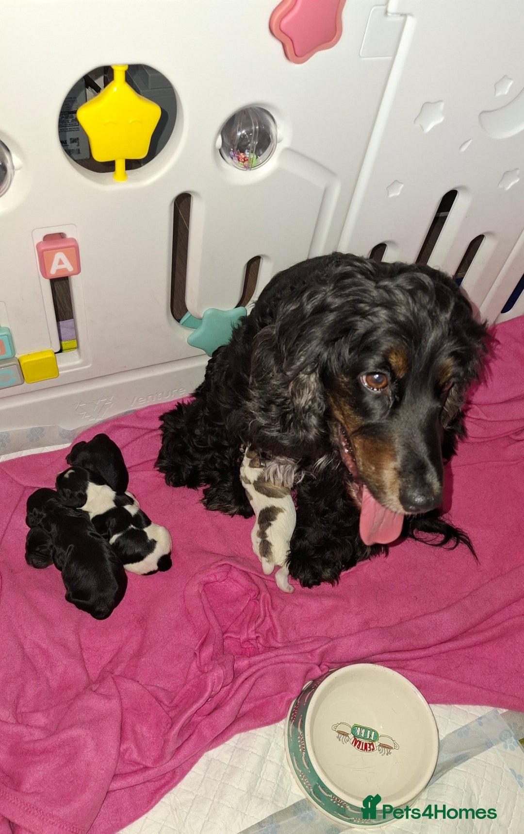 Cockapoo dogs for sale: Gorgeous F1b Cockapoo Puppies  Ready at 8 Weeks 🐾 - Image 11