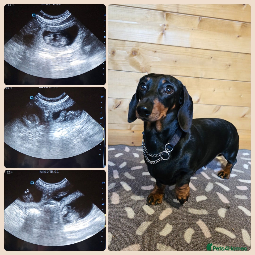 Miniature Dachshund dogs for sale: Beautiful Miniature Smooth Dachshund Puppies - Image 6