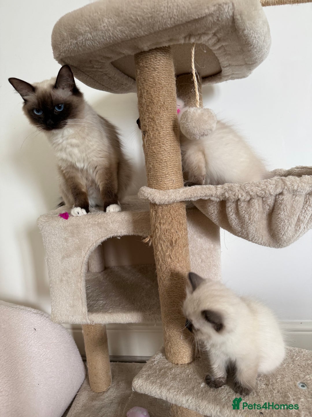 Ragdoll cats for sale: Beautiful purebred Ragdoll kittens  - Image 2