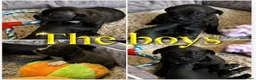 Staffordshire Bull Terrier dogs for sale: Top Quality Blues & Brindles – Health Tested - Advert 7