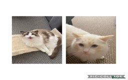 Ragdoll cats for sale: Two Ragdolls for sale. 3 and 2 Beryl & Barry - Image 2
