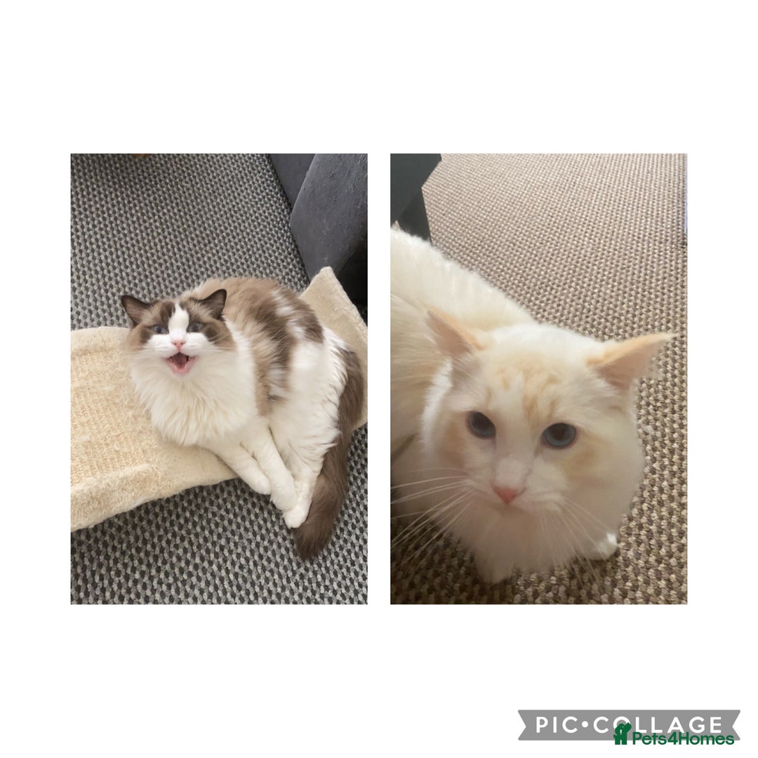 Ragdoll cats for sale: Two Ragdolls for sale. 3 and 2 Beryl & Barry - Image 2