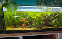 Mollies fish for sale: Mollie Fry - Image 4