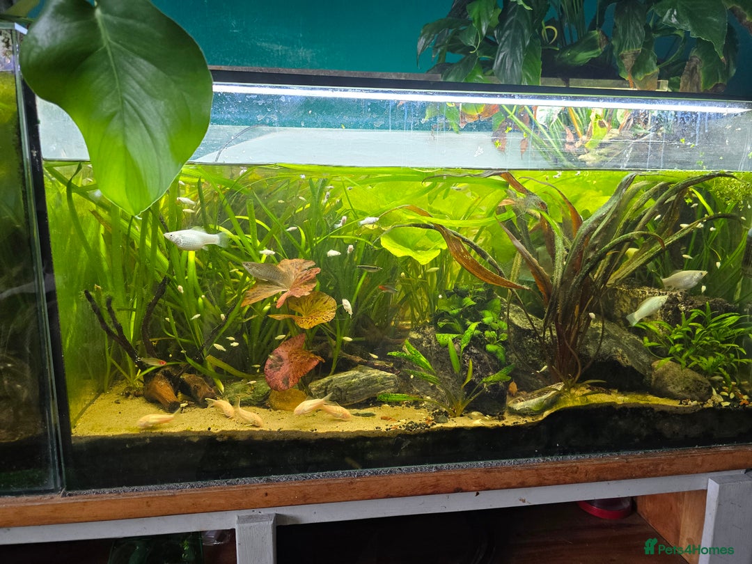 Mollies fish for sale: Mollie Fry - Image 4