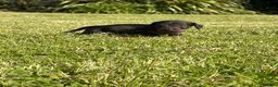 Dachshund dogs for sale: Standard Wire-Haired Dachshund Puppies - Advert 35
